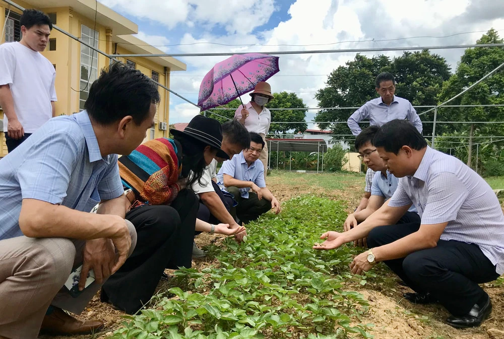 Khảo sát khu vực trồng thử nghiệm.jpg