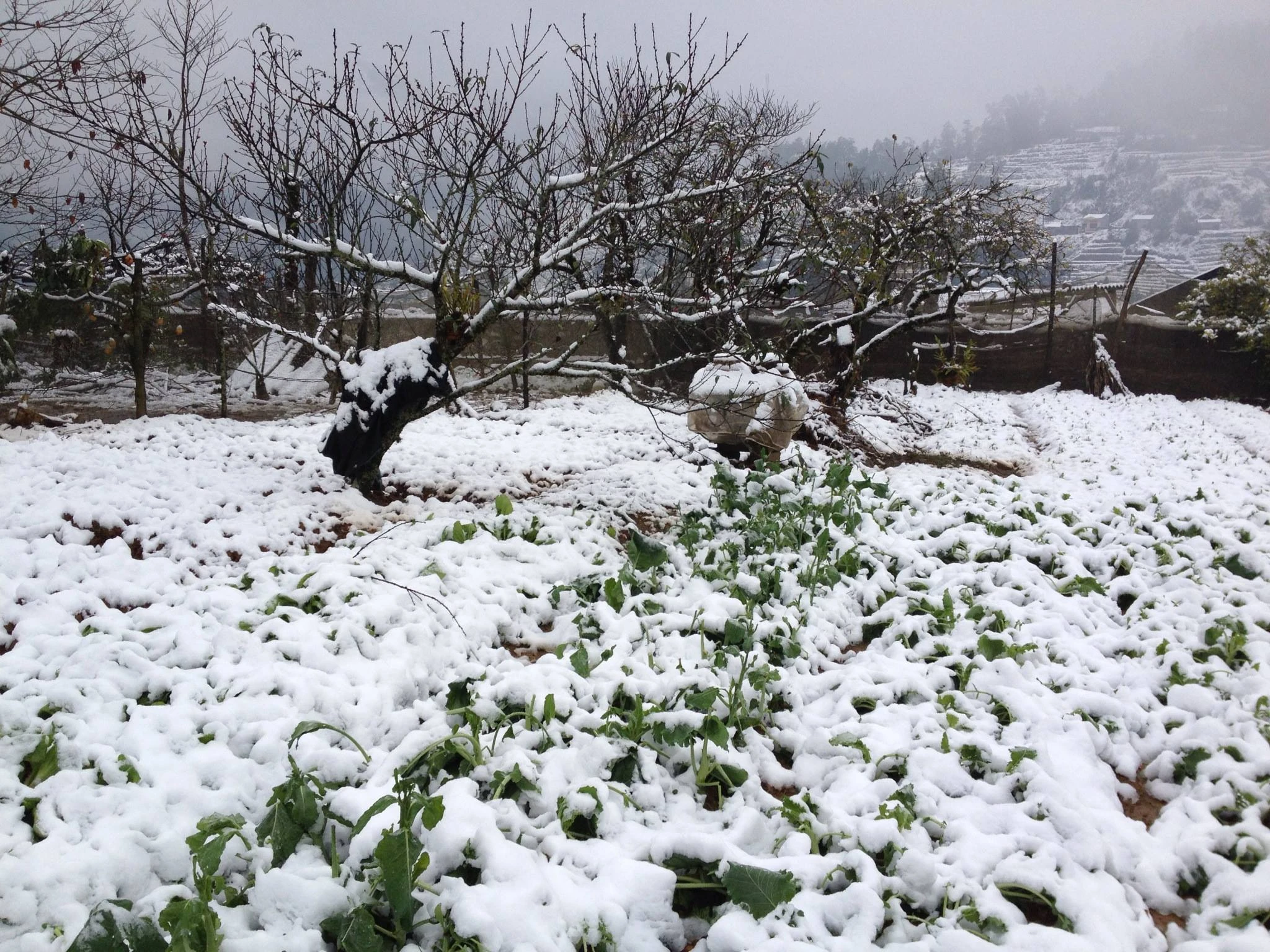 Khung cảnh tuyết rơi.