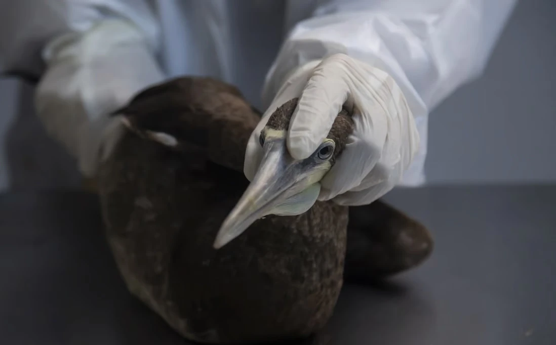 Cúm gia cầm H5N1 đang có nguy cơ dễ lây từ người sang người hơn. Ảnh: AP