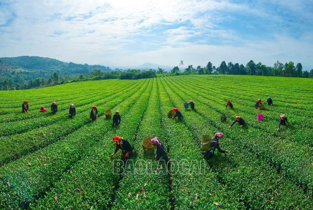 người dân phú nhuận thu hái chè.jpg