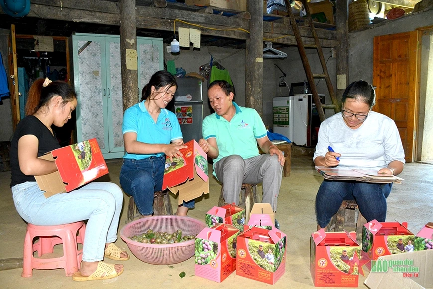 Đồng chí Giàng Seo Châu, Bí thư Đảng ủy xã Quan Hồ Thẩn, huyện Si Ma Cai, tỉnh Lào Cai (thứ hai, từ phải sang) cùng bà con địa phương đóng gói sản phẩm mận Tả Van.