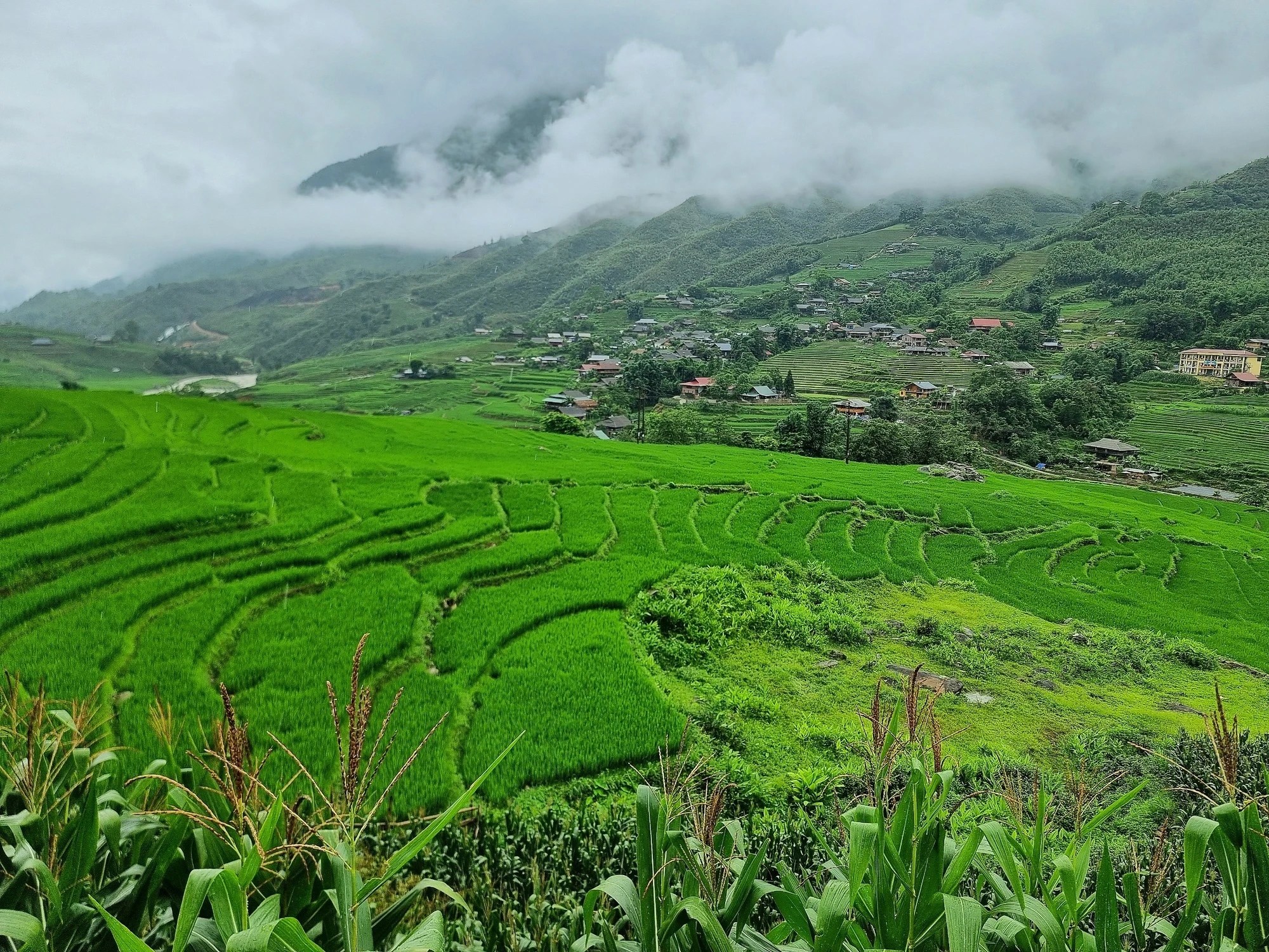 Những thửa ruộng uốn lượn quanh co trên các sườn đồi, trải rộng tít tắp chìm trong màn mưa bụi mờ ảo, như lạc vào cõi mơ.