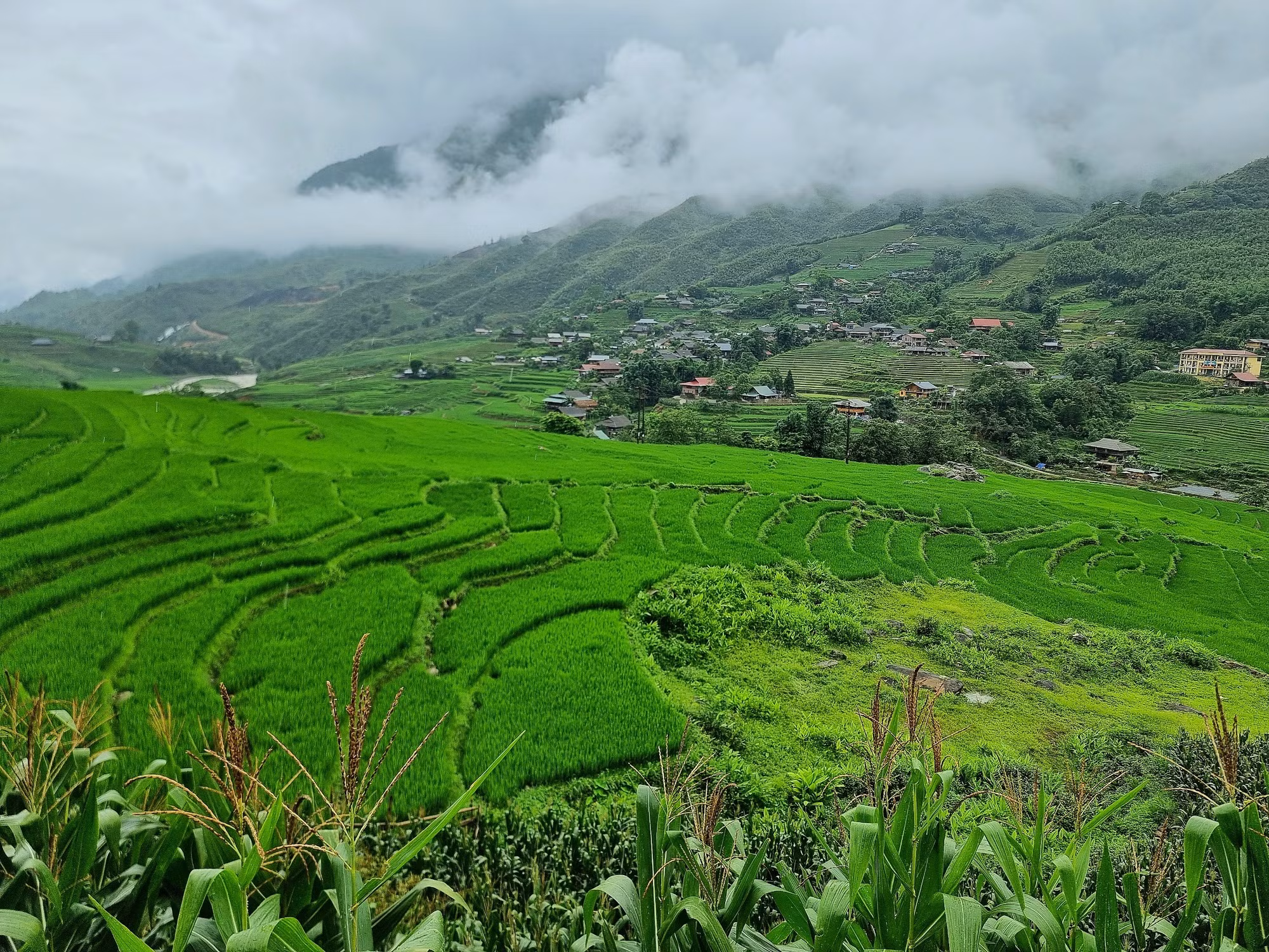 Những thửa ruộng uốn lượn quanh co trên các sườn đồi, trải rộng tít tắp chìm trong màn mưa bụi mờ ảo, như lạc vào cõi mơ.