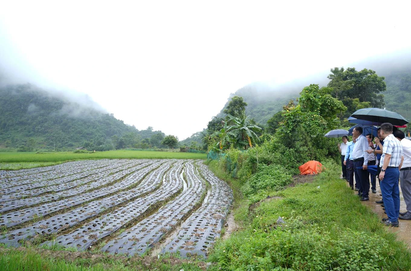 Thăm mô hình trồng cỏ ngọt ở thôn Ải Nam - TT NT Phong Hải.JPG