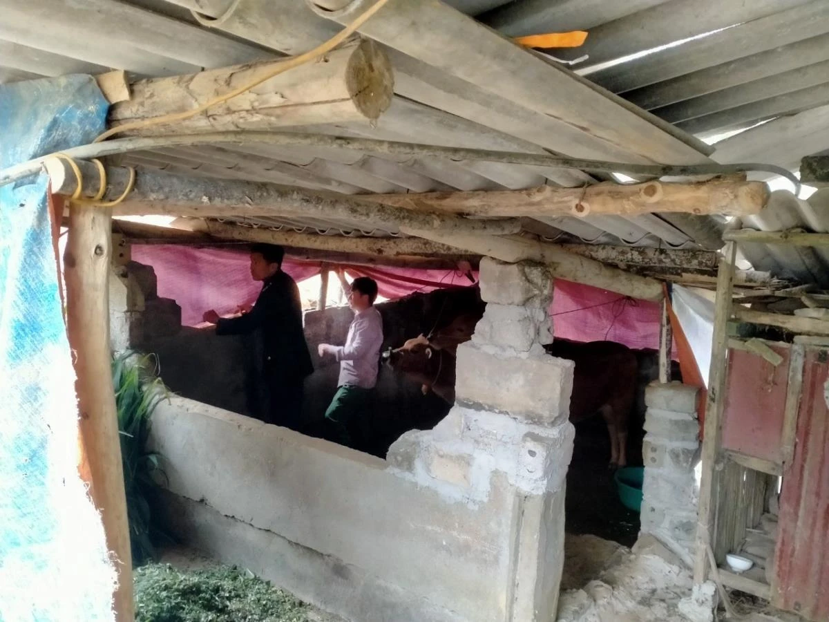 Cán bộ Đồn Biên phòng Bản Lầu giúp người dân trên địa bàn che chắn chuồng trại chống rét cho vật nuôi.