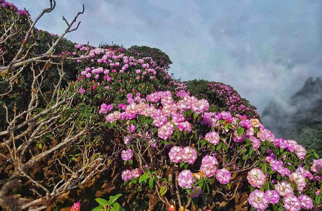 Đỉnh Fansipan - dãy Hoàng Liên Sơn vẫn được ví như "thánh địa" của hoa đỗ quyên, trong đó, nhiều gốc đỗ quyên cổ thụ từ 300 - 400 năm tuổi.