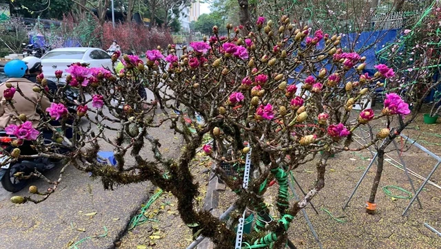 Nóng sớm ở khu vực Tây Bắc Bộ đã khiến hoa đỗ quyên rừng ở Lai Châu nở sớm hơn mọi năm.