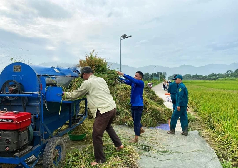 Giúp gia đình Khánh thu hoạch lúa xuân.jpg