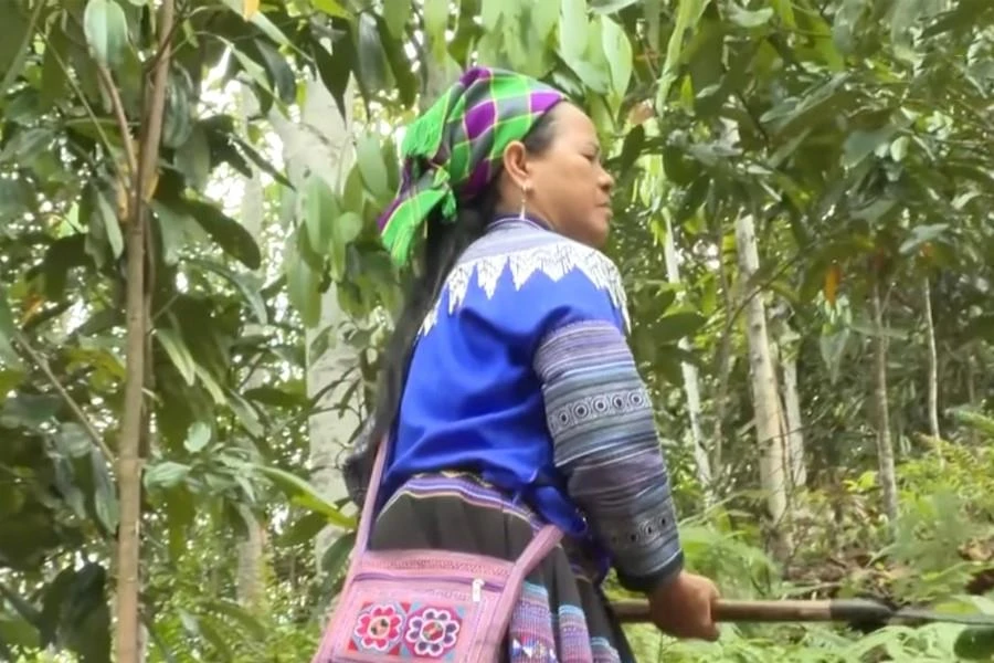 Bà Thào Thị Vế chăm sóc cây lâm nghiệp.