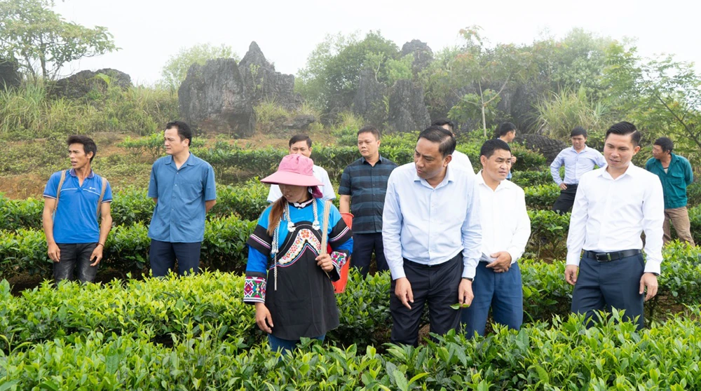 Thăm đồi chè của anh Lù Sần Phủ, thôn Sín Lùng Chải, xã Lùng Khấu Nhin 1.jpg