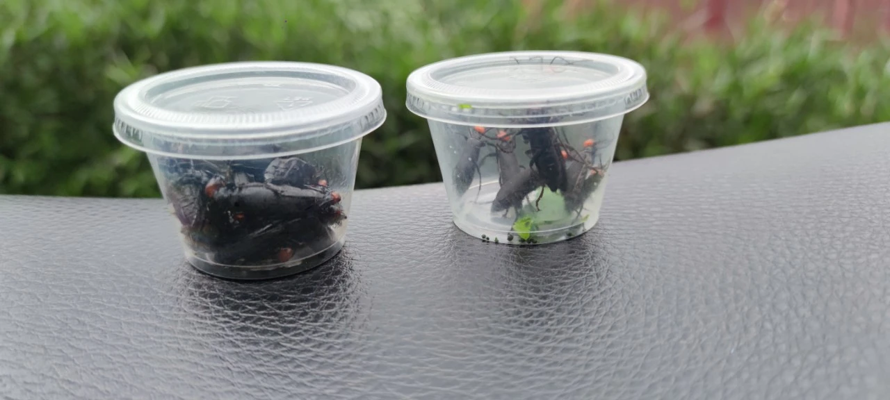 Ảnh 02 mẫu côn trùng được gửi kiểm nghiệm.jpg