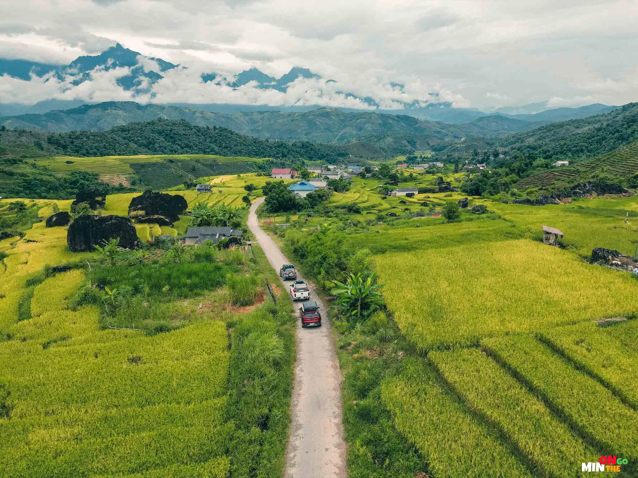 … khi đó, du khách sẽ được ngắm đồi chè xanh mướt, với hơn 2.000 hec-ta chè có tuổi đời từ 40 – 50 năm, xen lẫn là những thửa ruộng bậc thang lúa chín vàng ươm.