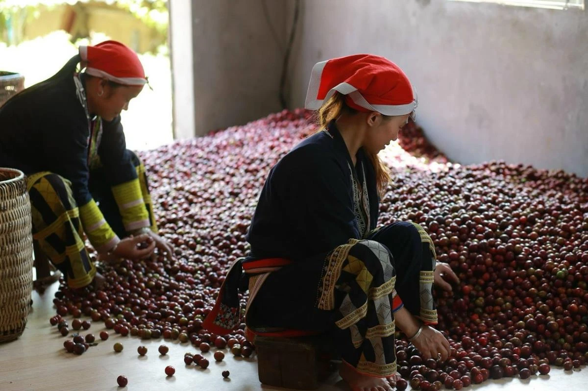 Đồng bào Dao đỏ ở Tả Phìn, Sa Pa sơ chế mận để ngâm rượu.