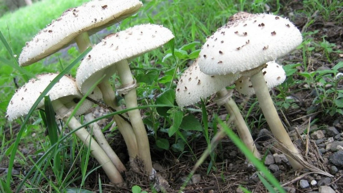 Nấm ô tán trắng phiến xanh.