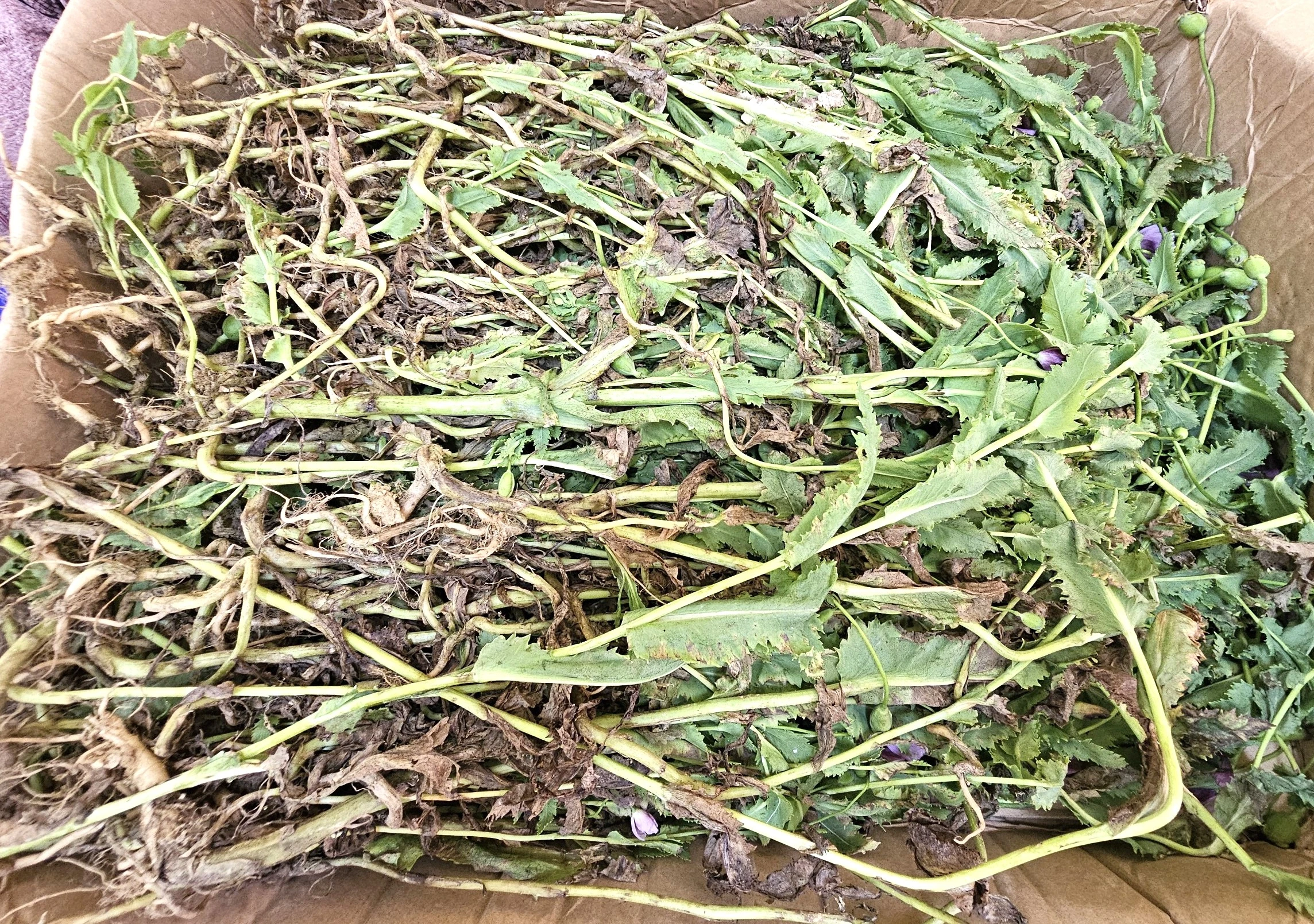 Cây thuốc phiện bị Công an thu giữ.jpg