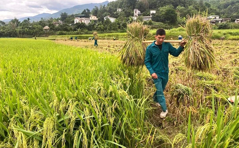Lúa sau khi gặt sẽ được gom lại thành từng bó để mang đi tuốt.jpg