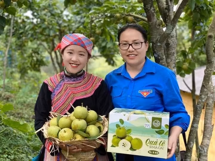 Sản phẩm lê Tai-nung tại vườn lê ở xã Quan Hồ Thẩn, huyện Si Ma Cai.