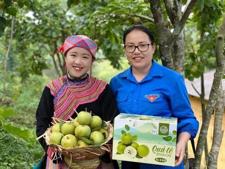 Sản phẩm lê Tai-nung tại vườn lê ở xã Quan Hồ Thẩn, huyện Si Ma Cai.