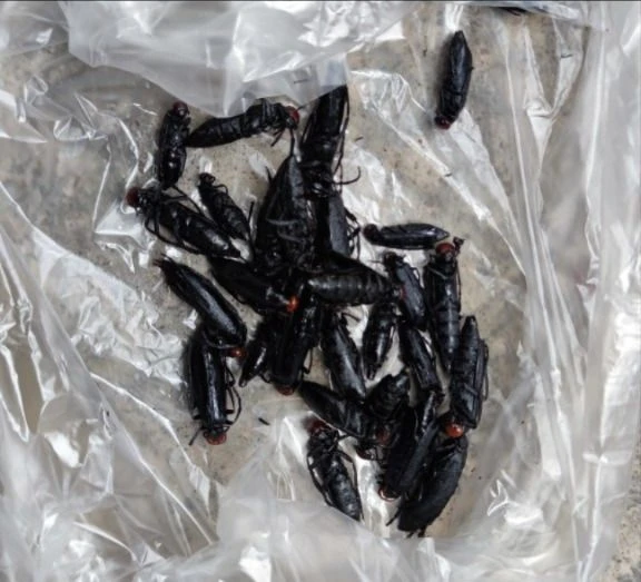 Ảnh côn trùng đã được rang với hành khô.jpg