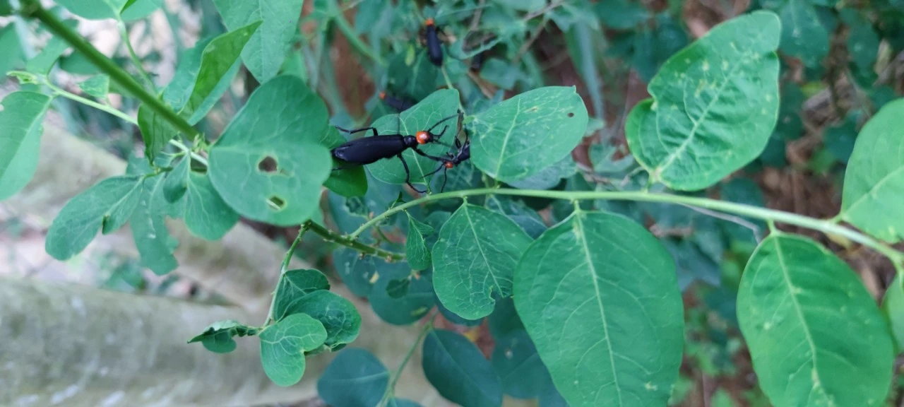 Ảnh côn trùng còn sống.jpg