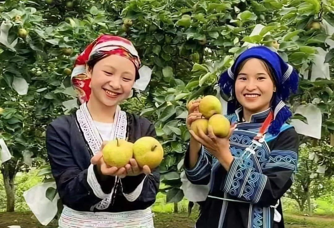 Trải nghiệm thu hoạch lê ở xã Nậm Pung, huyện Bát Xát.