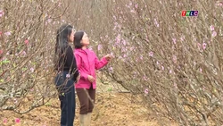 Khám phá Lào Cai: Thị trường cây cảnh chờ Tết