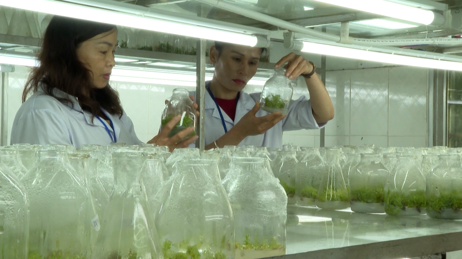 Nghiên cứu khoa học tại Vườn Quốc gia Hoàng Liên. 11.jpg