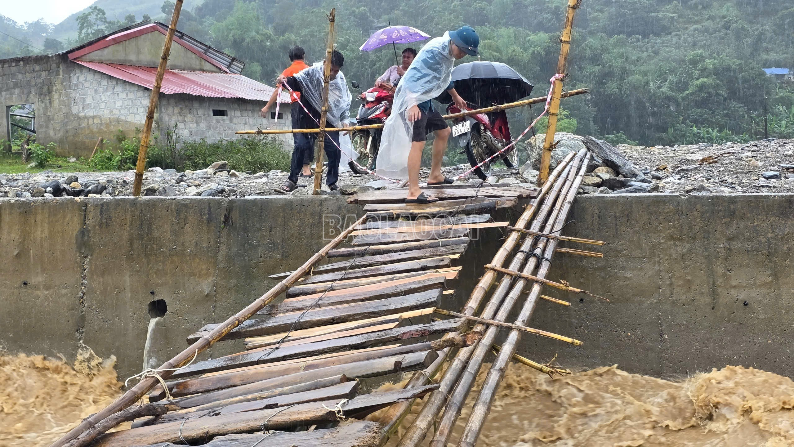 baolaocai-c_z7091081102480-11f706513e09d94ef5d61232d0ee0c1d.jpg