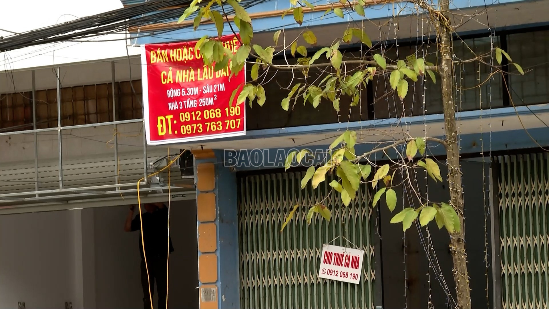 baolaocai-c_t3.jpg