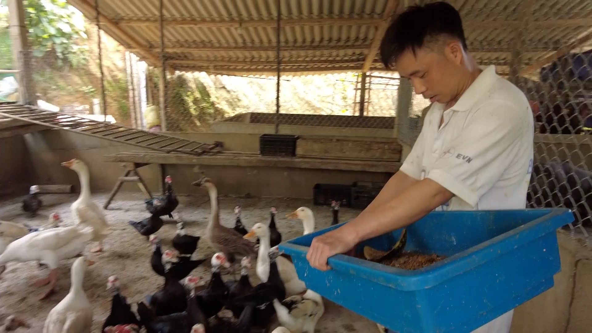 Đàn vịt của gia đình anh Trọng phát triển tốt khi được bổ sung thức ăn là sâu canxi. 6.jpg