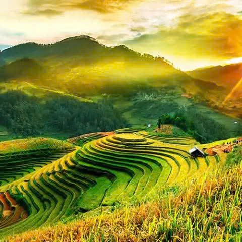 Mù Cang Chải ruộng lúa vàng óng. dd883834c4d84c8615c9.jpg