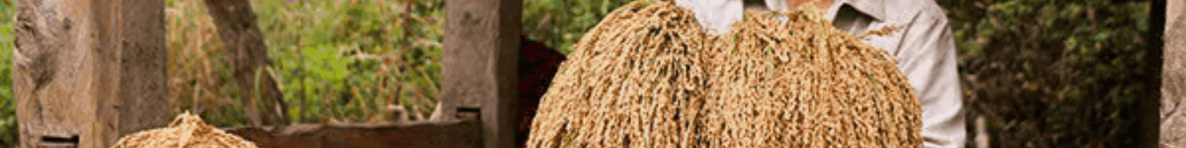 dau-an-van-hoa-1.gif