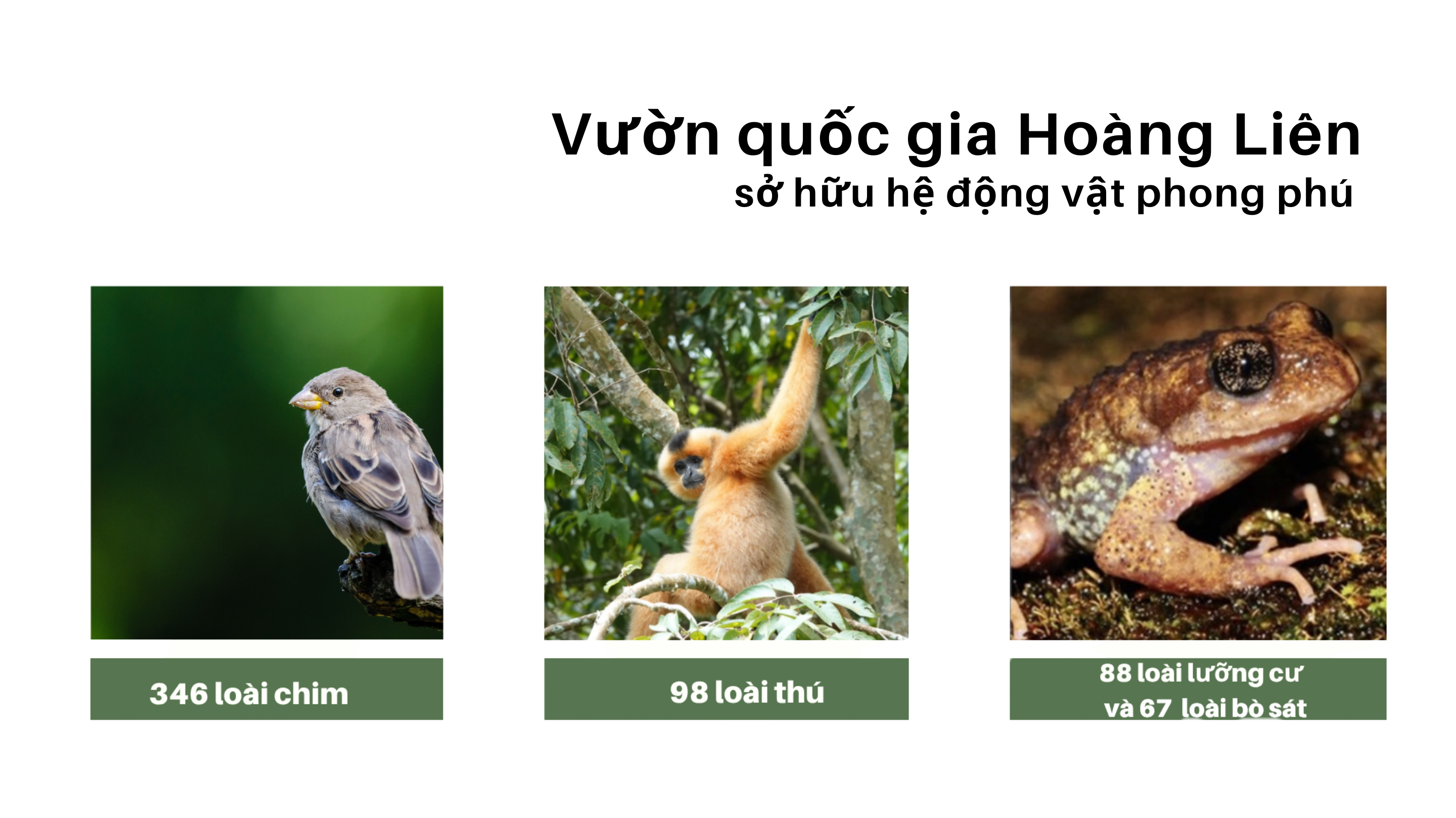 បញ្ជីសត្វនៃឧទ្យានជាតិ Hoang Lien ។ vgg.png