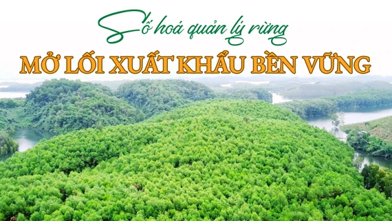 Số hoá quản lý rừng - Mở lối xuất khẩu bền vững