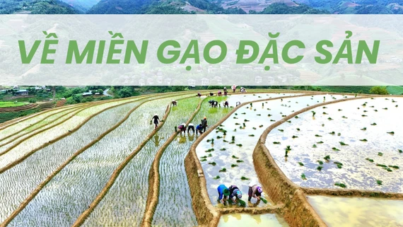 Về miền gạo đặc sản