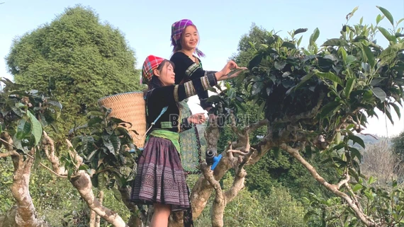 Khát vọng đưa nông sản lào cai từ "rừng xanh" ra "biển lớn"