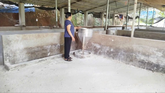 Khoảng trống thú y viên cơ sở sau sáp nhập: Những vấn đề đặt ra từ thực tiễn quản lý