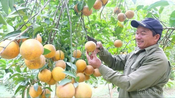 Động lực chuyển đổi sản xuất nông nghiệp hàng hóa