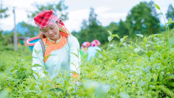 Nông dân Lào Cai thi đua sản xuất giỏi, chung sức xây dựng nông thôn mới