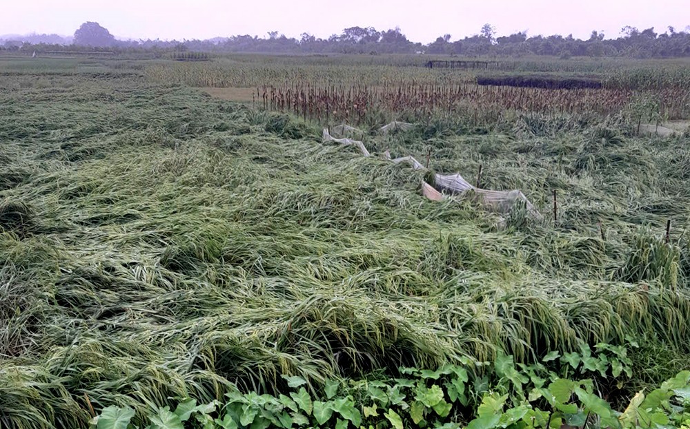Yên Bái: Bão số 3 gây thiệt hại 174 ngôi nhà, trên 181 ha diện tích nông nghiệp; sạt lở nhiều tuyến đường ảnh 2 Yên Bái: Bão số 3 gây thiệt hại 174 ngôi nhà, trên 181 ha diện tích nông nghiệp; sạt lở nhiều tuyến đường ảnh 2