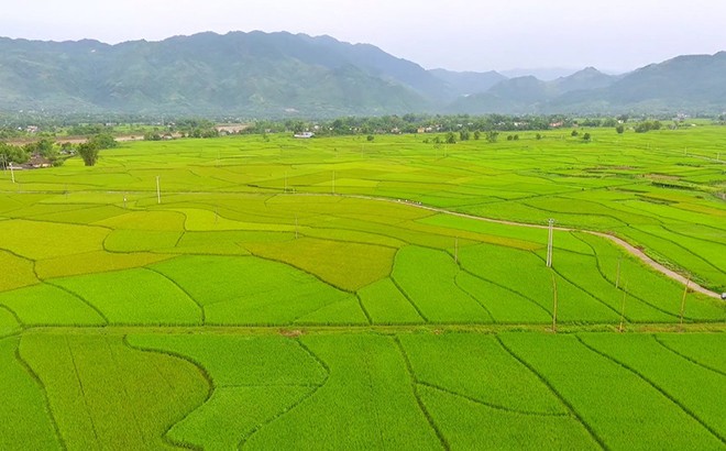 Chuyện của những người đi “vỡ đất” - Bài 1: Người quê lúa "làm lúa" ở Mường Lò ảnh 1 Chuyện của những người đi “vỡ đất” - Bài 1: Người quê lúa "làm lúa" ở Mường Lò ảnh 1