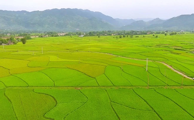 Chuyện của những người đi “vỡ đất” - Bài 1: Người quê lúa "làm lúa" ở Mường Lò ảnh 1