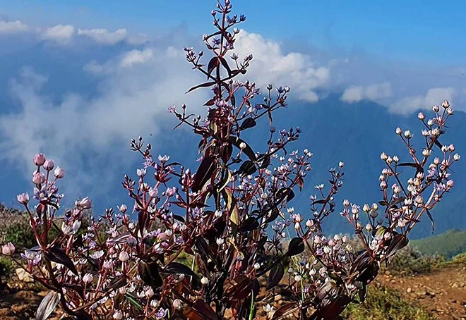 [Ảnh] Chinh phục đỉnh Tà Chì Nhù - Trải nghiệm khó quên ảnh 1