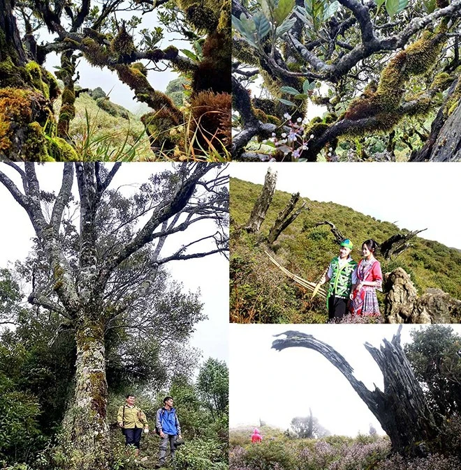 [Ảnh] Chinh phục đỉnh Tà Chì Nhù - Trải nghiệm khó quên ảnh 6