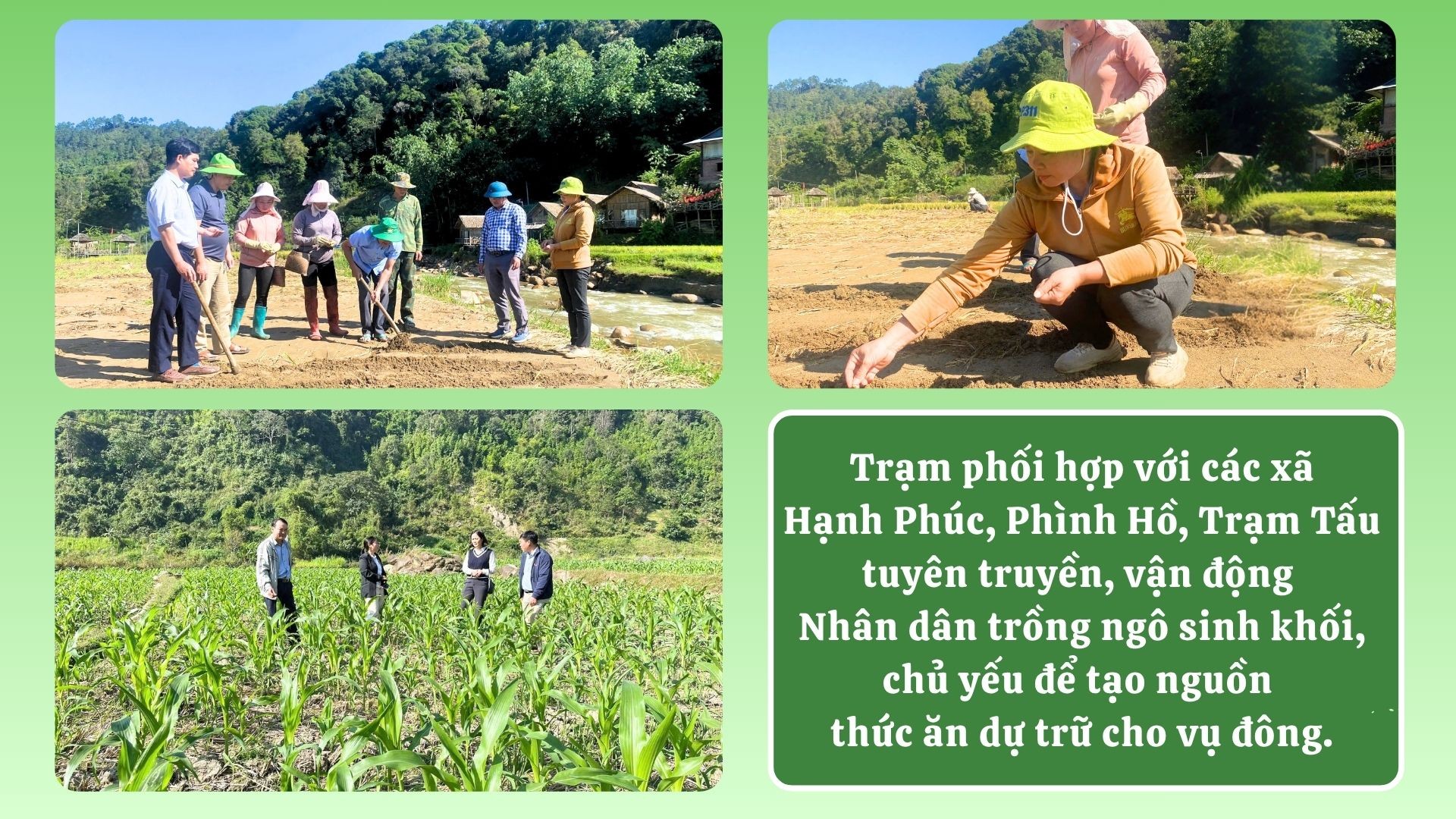 ngo-sinh-khoi-3.jpg