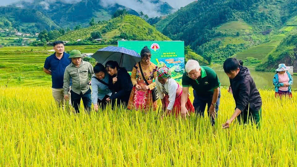 Mô hình trình diễn lúa Thụy Hương 308 tại xã Hạnh Phúc z6956919231947-dd95a57e8350f2127a5f82c1aa976ebe.jpg