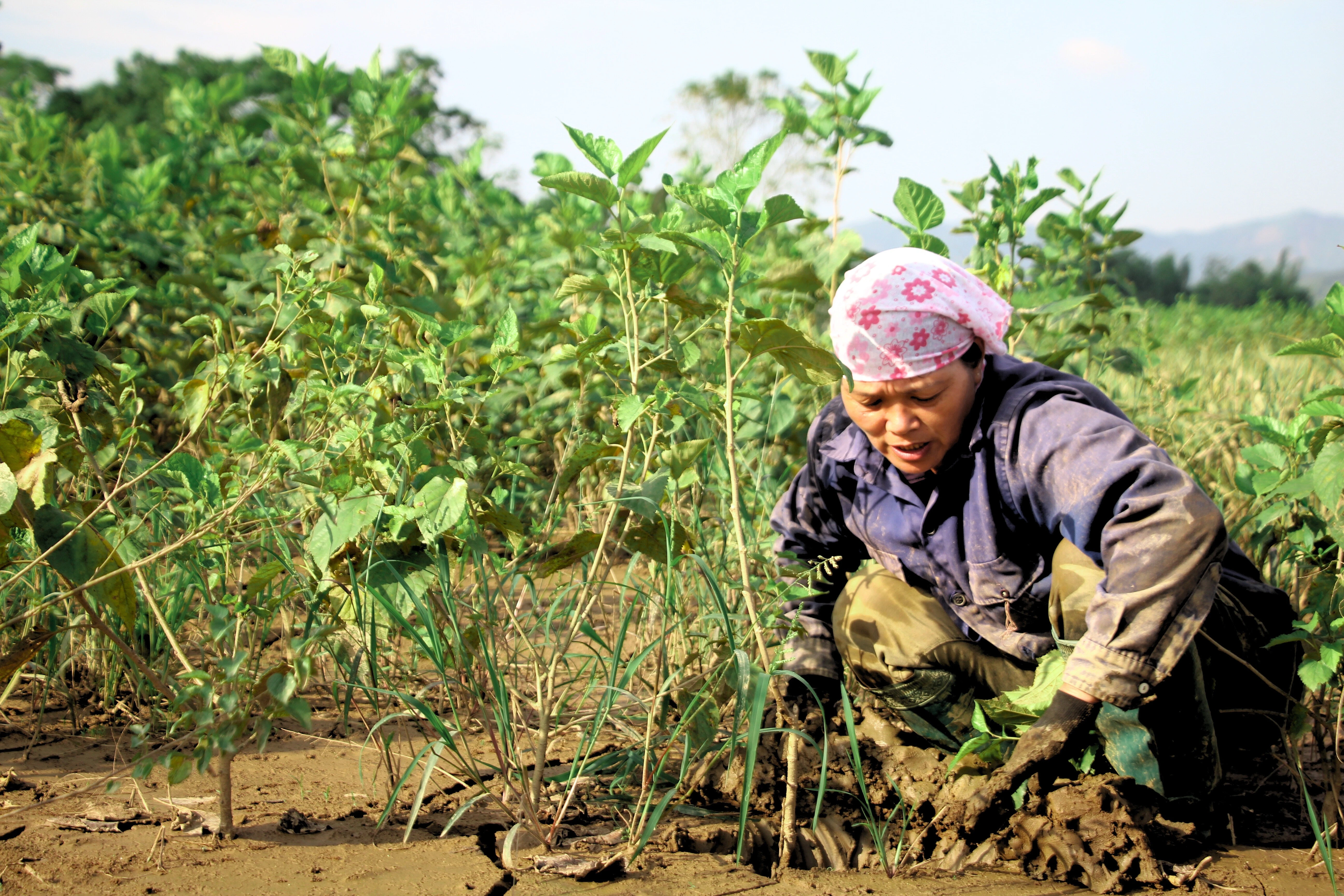 bun-cat-phu-day-tren-cac-ruong-dau-khien-cay-bi-thoi-re-nguoi-dan-phai-cai-tao-lai-toan-bo-dat-trong.jpg