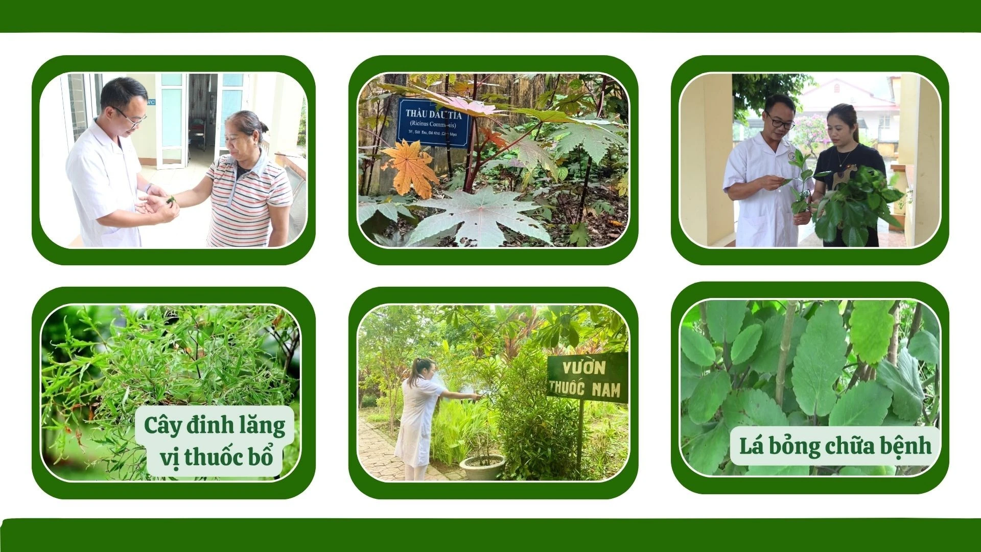 thuoc-nam-2.jpg