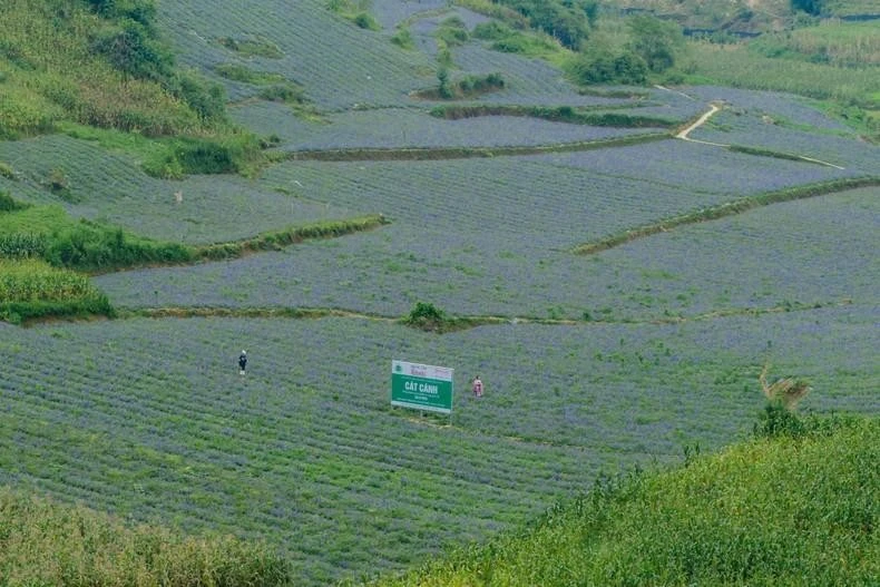 Cát cánh - cây dược liệu có giá trị kinh tế cao tại Tây Bắc ảnh 1
