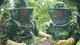 Giữ đàn ong, giữ nguồn sinh kế
